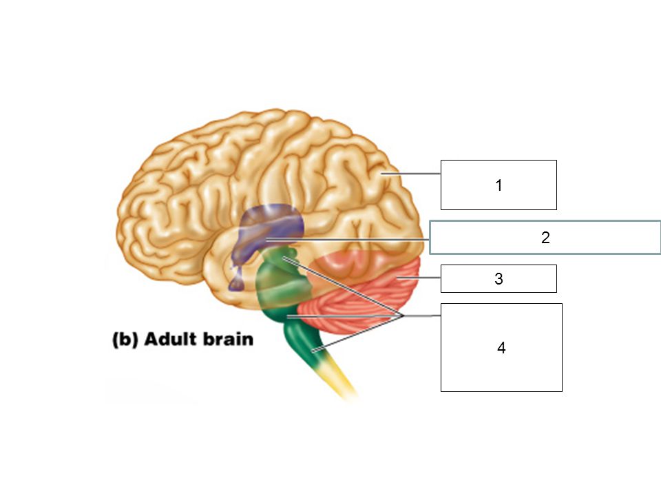 Brain first. Таламус 2) гипоталамус. Diencephalon. Thalamus and hypothalamus. Консилиум Медула.