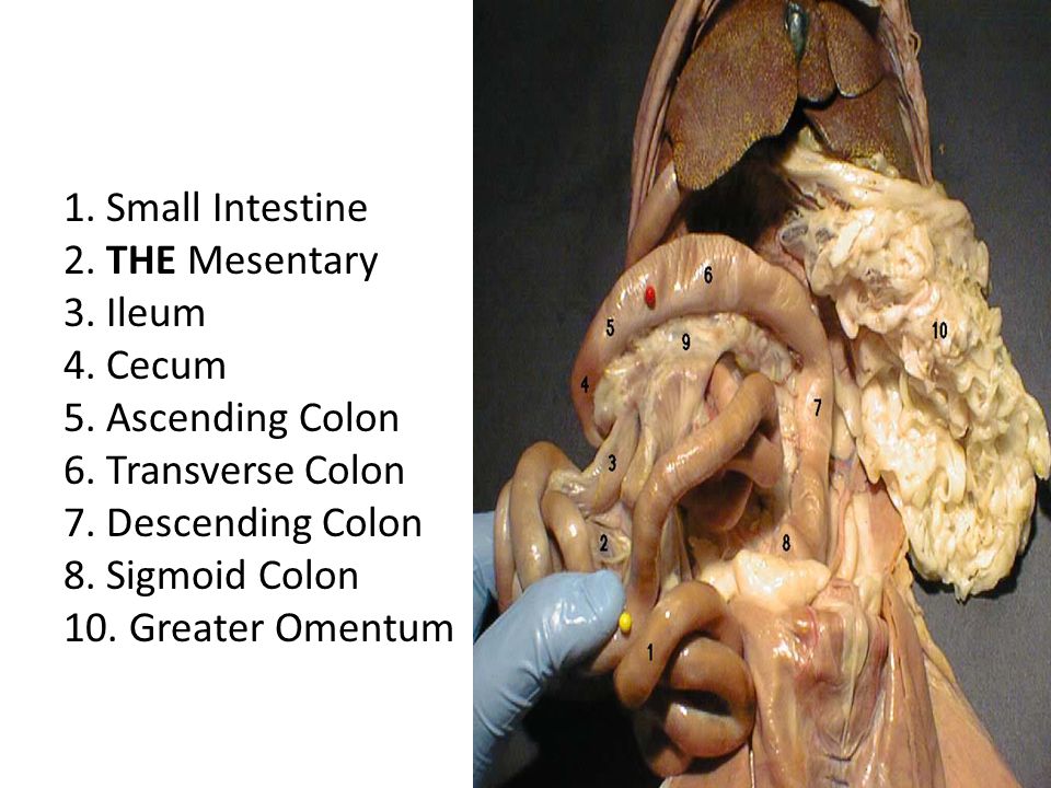 Cat Dissection Ppt Video Online Download
