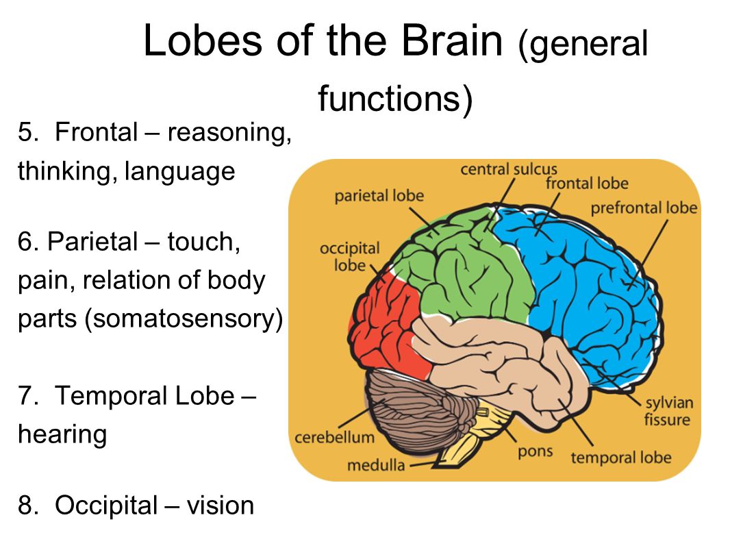 Speech brain. Frontal Lobe of Brain. Brain functions. Frontal Lobe function. Temporal Lobe of the Brain.