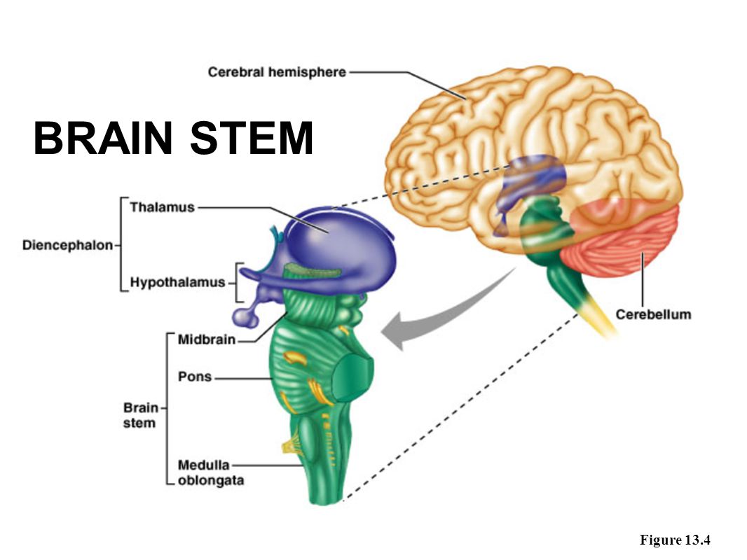 Nervous system brain. Midbrain анатомия. Промежуточный мозг на английском. Мозг на английском. Строение головного мозга на английском языке.