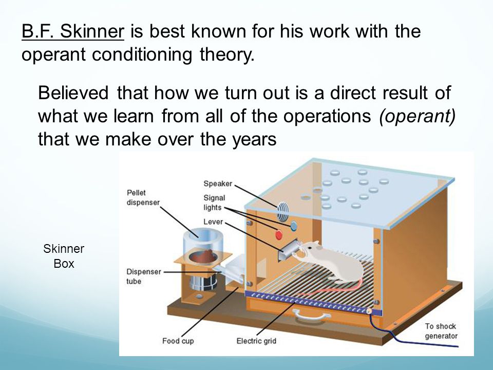 B.F. Skinner is best known for his work with the operant conditioning theory.