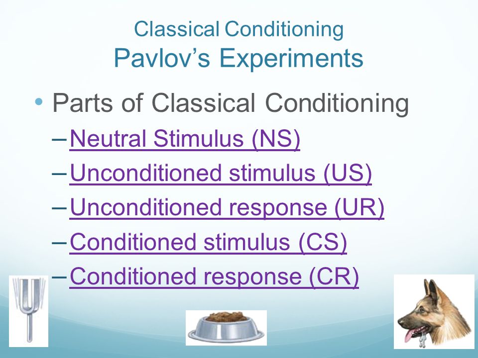 Classical Conditioning Pavlov’s Experiments