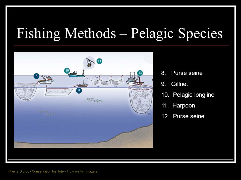 Fishing Methods 1. Prawn trap 2. Diving 3. Bottom longline - ppt download