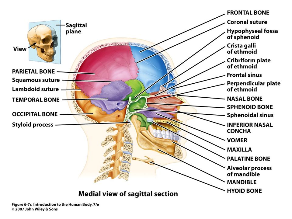 Muscles joints