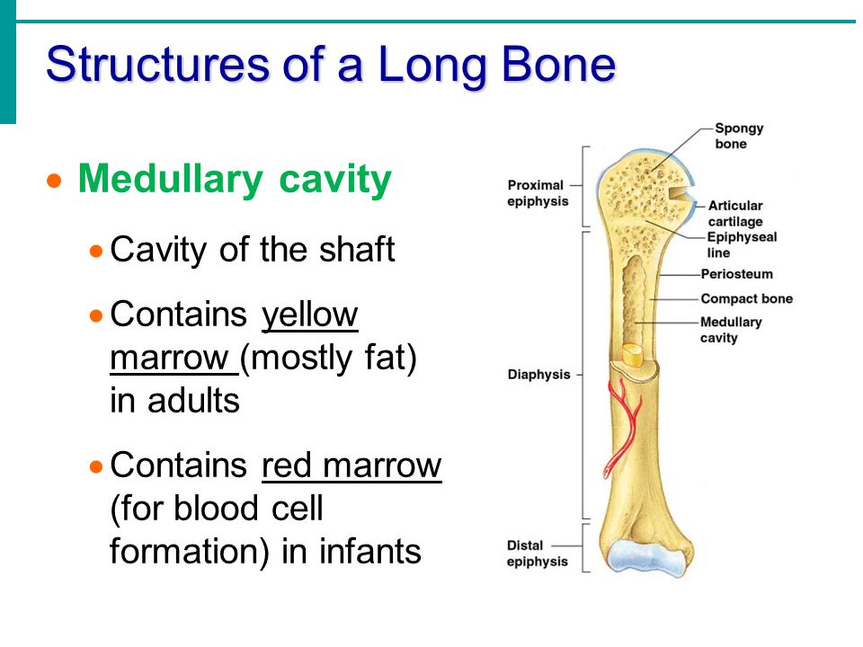 Long bone. Bone structure. Epiphysis line. Bone structure группа. Bone structure группа состав.
