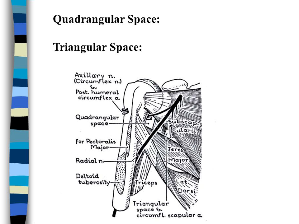 Boundaries and Contents of the Quadrangular Space, Triangular