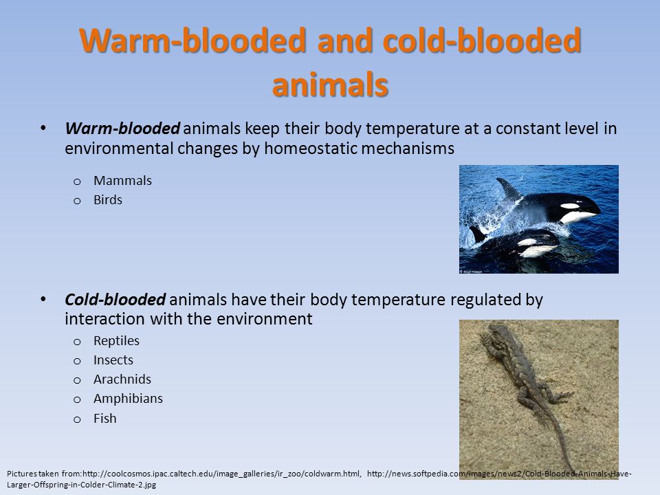 What mechanisms do warm-blooded animals have for generating heat that cold-blooded  animals do not? By Stella Angeli Background taken from: - ppt video online  download