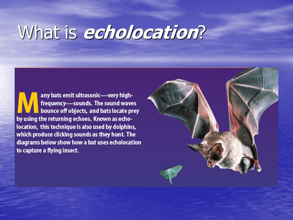 What is echolocation