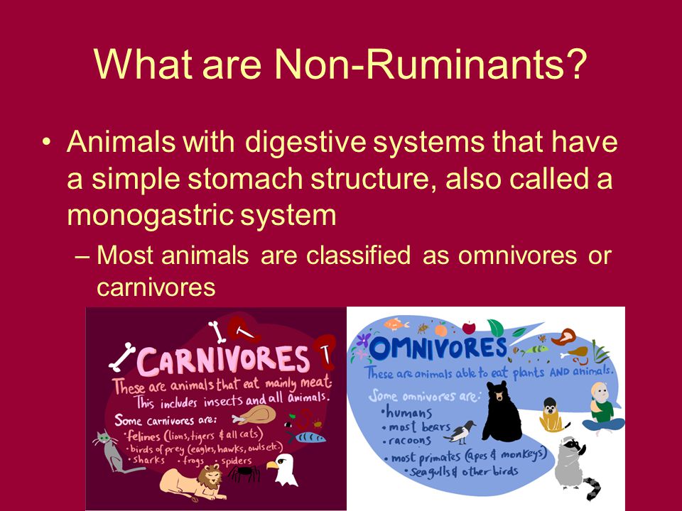 Non-Ruminant Digestion - ppt video online download