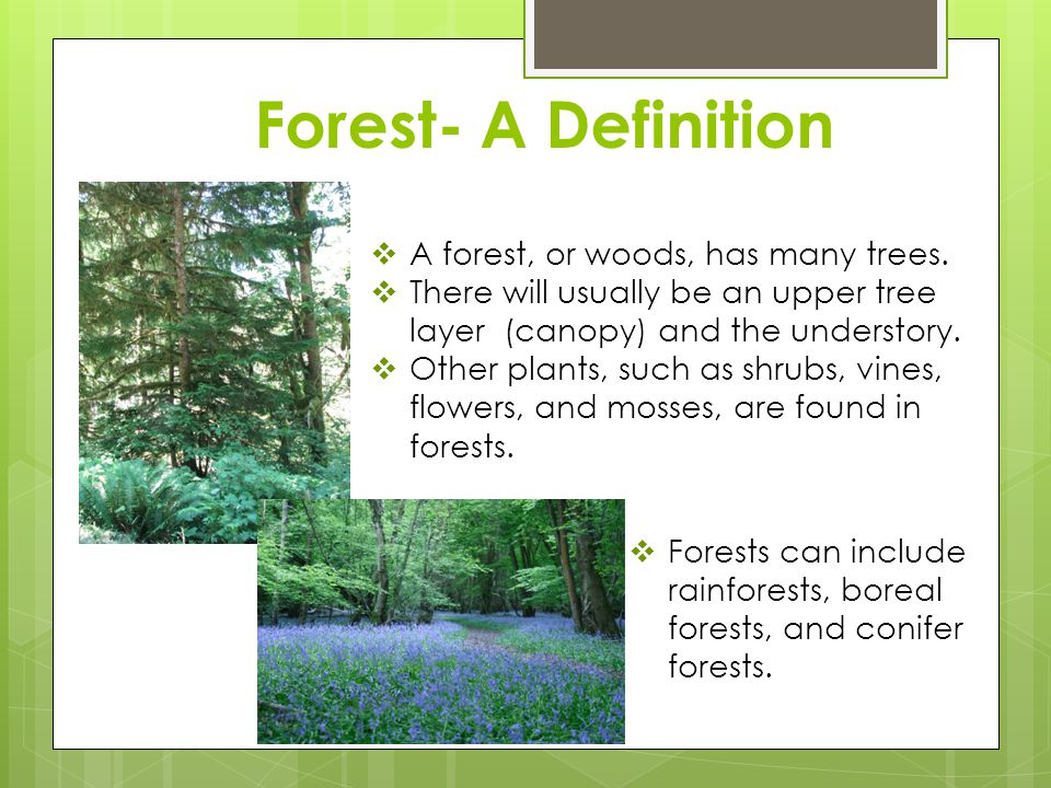 the forest wiki biome the forest wiki biome