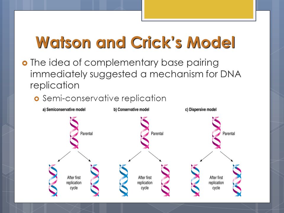 7 1 Dna Structure And Replication Ppt Download