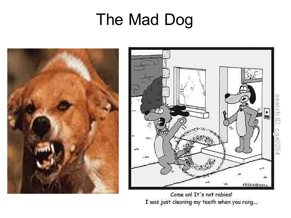 what or who might the mad dog symbolize