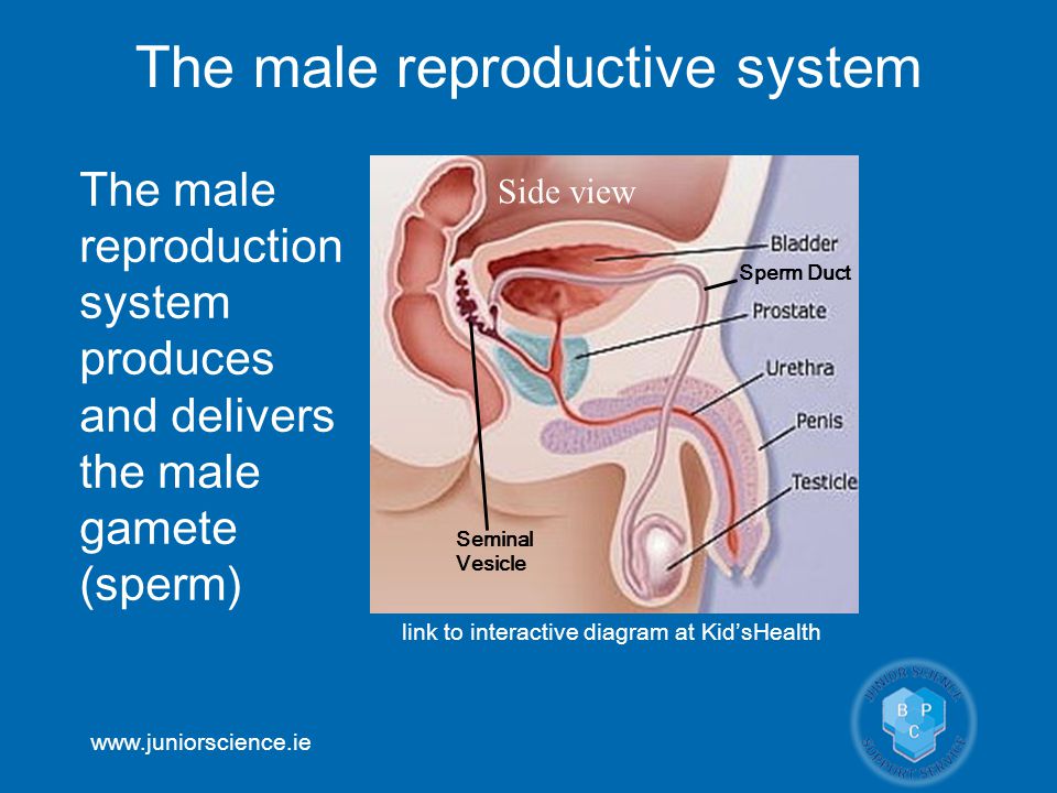 1b4 Human Reproduction Ppt Video Online Download