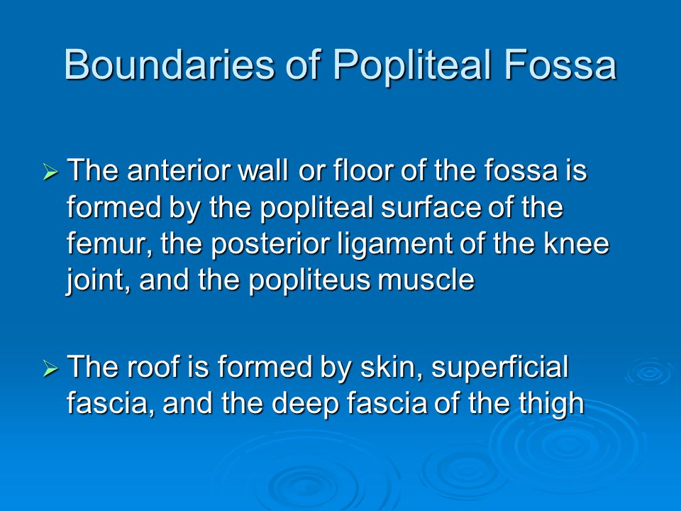 Popliteal Fossa And Knee Joint Last S Anatomy Regional And Applied
