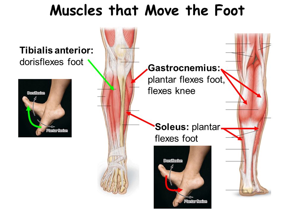 Gastrocnemius: plantar flexes foot, flexes knee. 