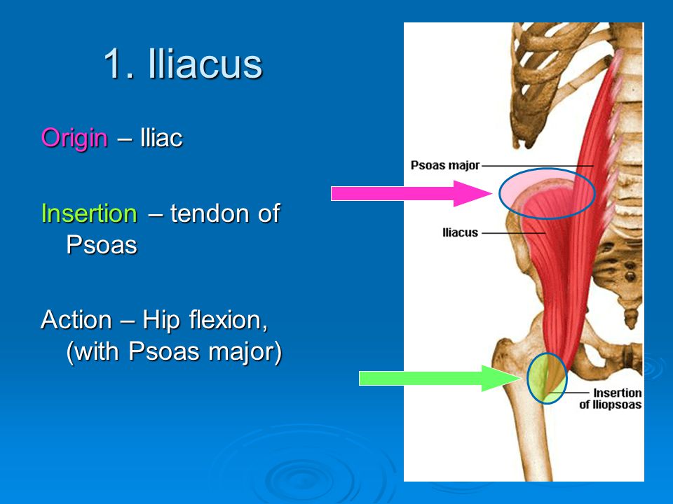 Anatomy Muscles - ppt video online download