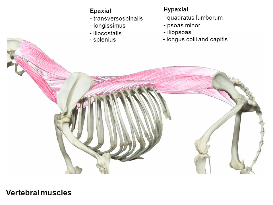 M Quadratus Lumborum