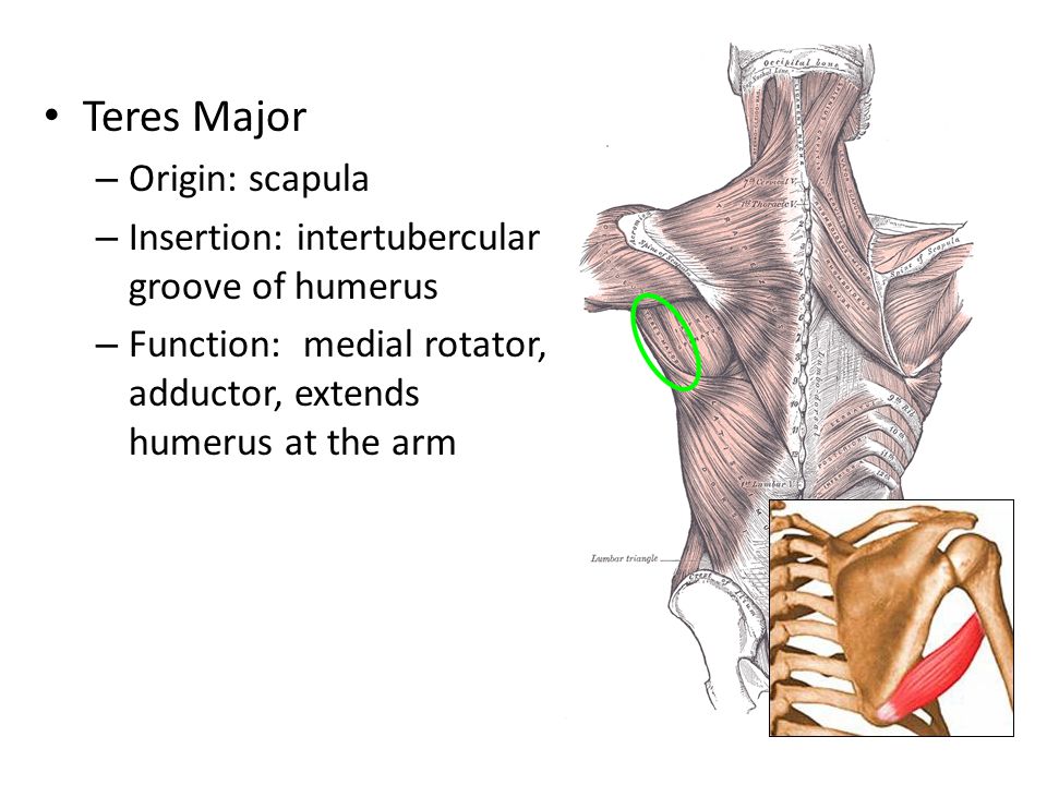 Терес. Teres Major. Musculus Adductor Major. Teres Major function.