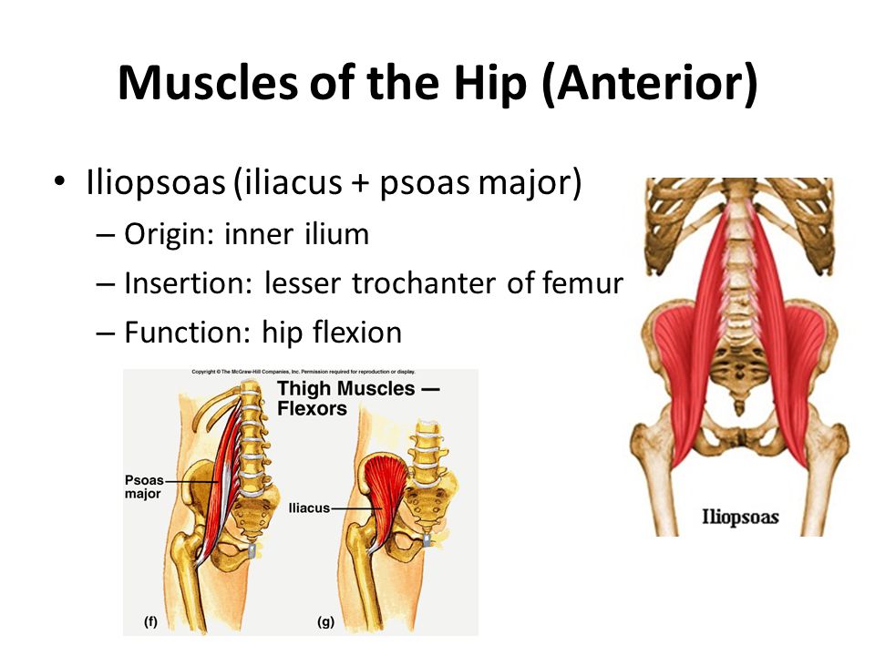 PSOAS Minor мышца