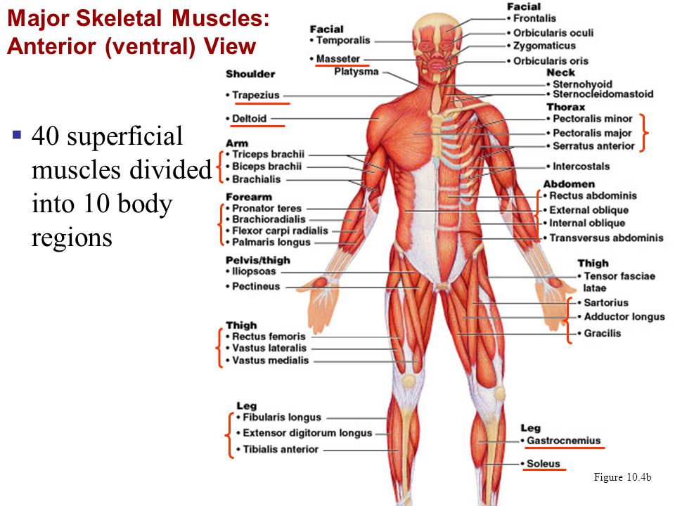 40 superficial muscles divided into 10 body regions. 