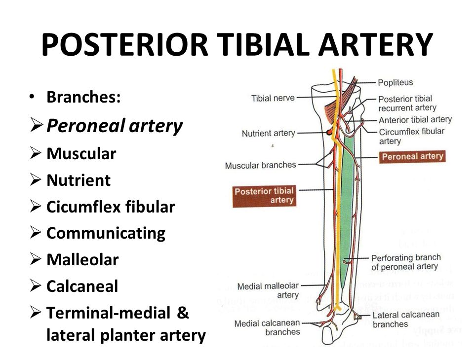 Tibial artery. Артерия тибиалис Постериор.