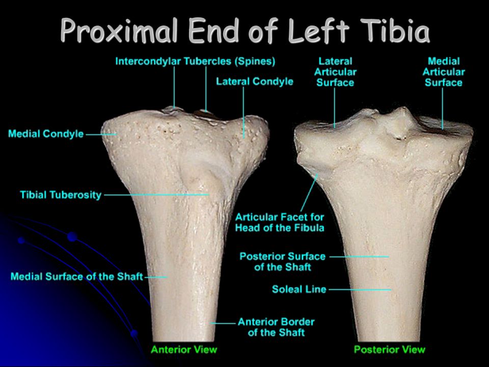 of bone parts long Surgery Lower Regional Limbs Operative & Xiaoli Lu Anatomy of bone parts long Surgery Lower Regional Limbs Operative & Xiaoli Lu Anatomy