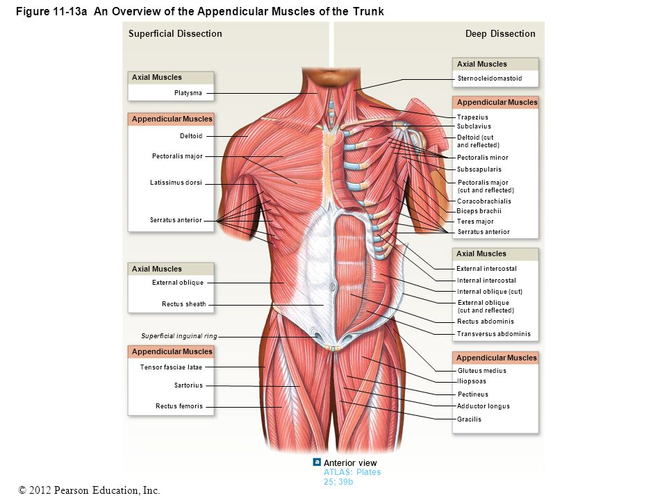 Figure 11 3a An Overview Of The Major Skeletal Muscles Part 1 Of 6 Ppt Video Online Download