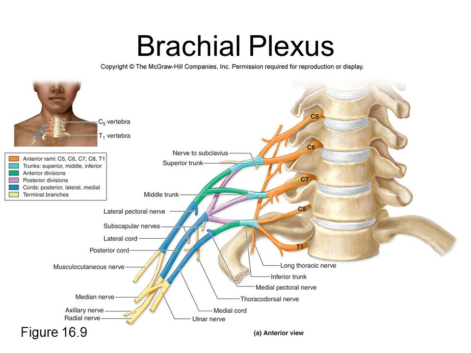 Сплетения нервов анатомия. Plexus brachialis анатомия. Ветви плечевого сплетения анатомия. Шейное сплетение нервов анатомия.