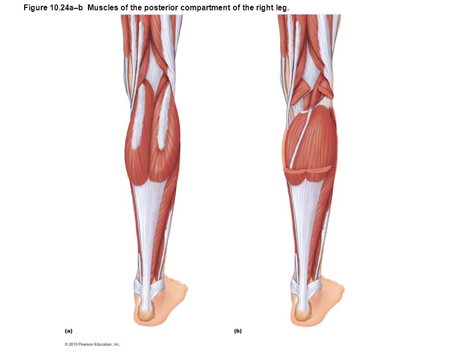 Learn why Calf Raises are relatively ineffective and discover three better. Calf