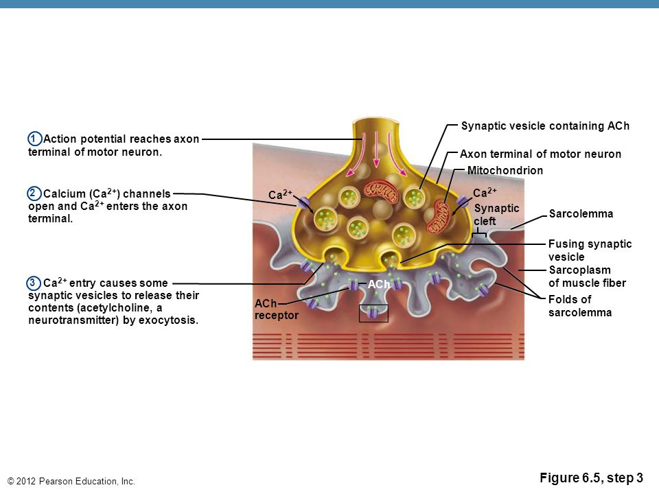 6 The Muscular System. - ppt download