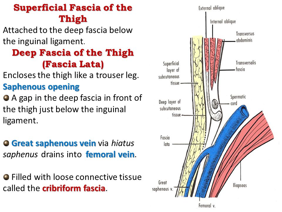 Fascia lata >>Deep fascia of thigh ; named from its great extent