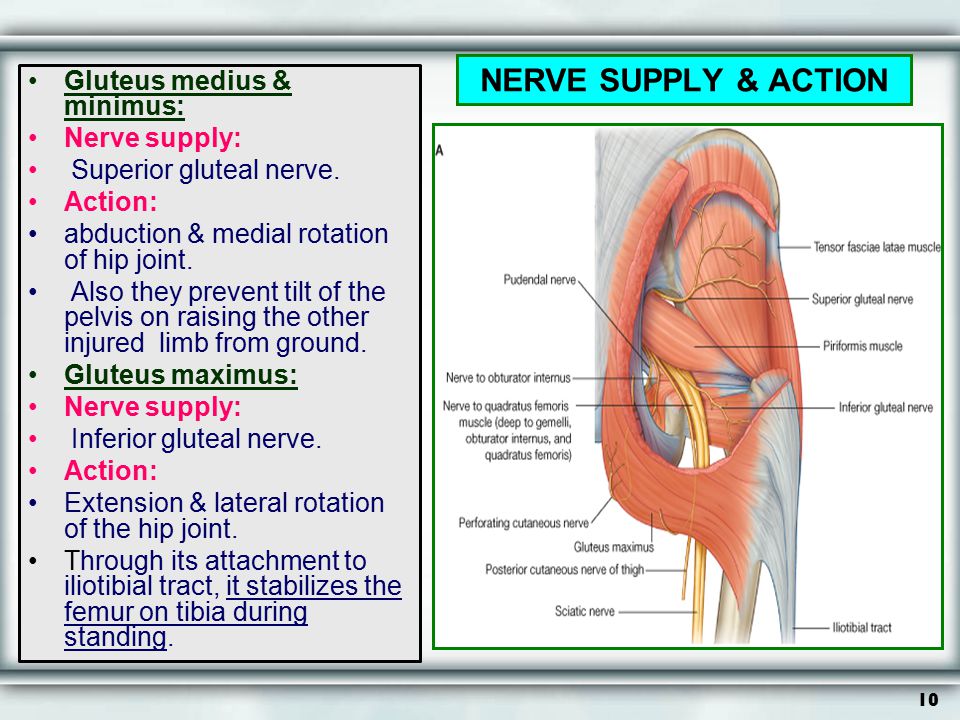 NERVE SUPPLY & ACTION Gluteus medius & minimus: Nerve supply:
