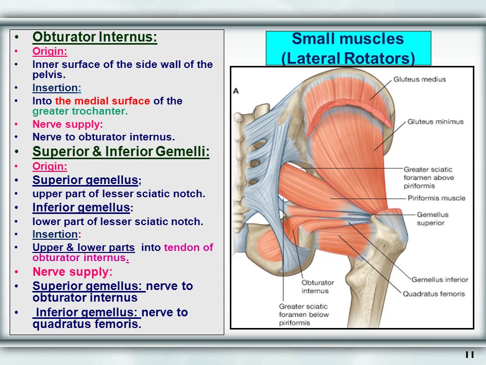 Small muscles (Lateral Rotators)