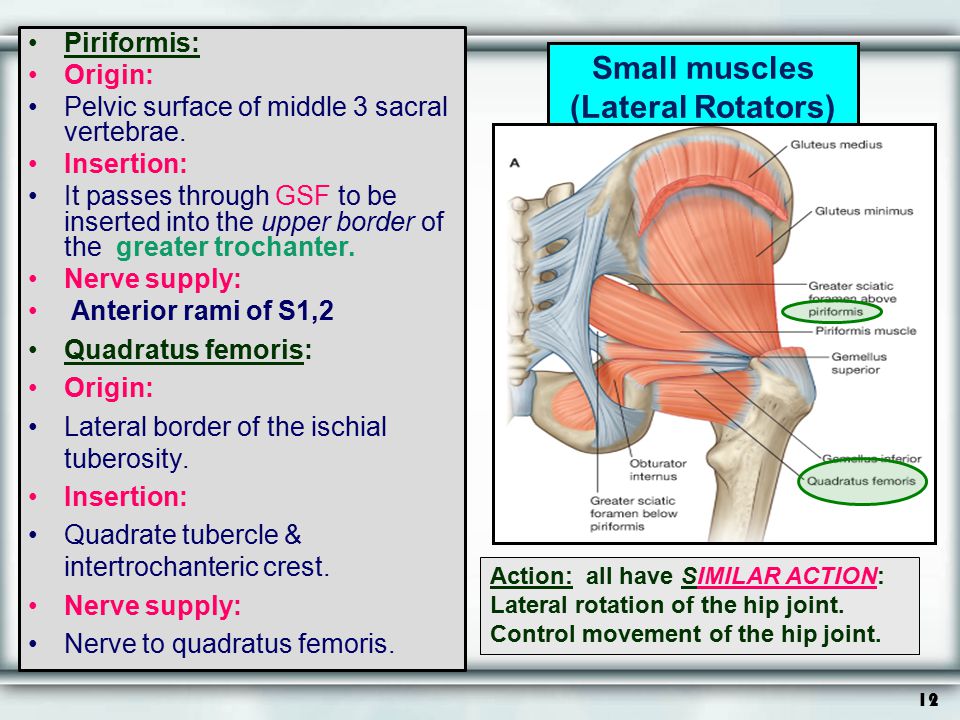 Small muscles (Lateral Rotators)
