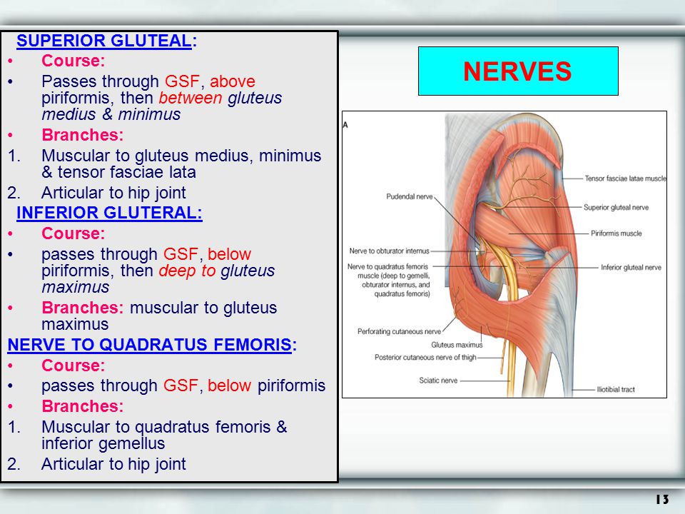 NERVES SUPERIOR GLUTEAL: Course: