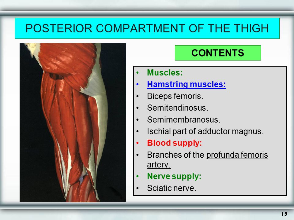POSTERIOR COMPARTMENT OF THE THIGH