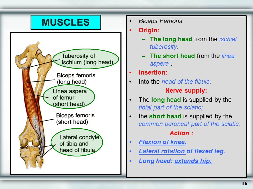 MUSCLES Biceps Femoris Origin: