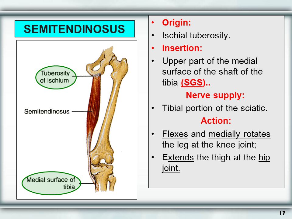 SEMITENDINOSUS Origin: Ischial tuberosity. Insertion: