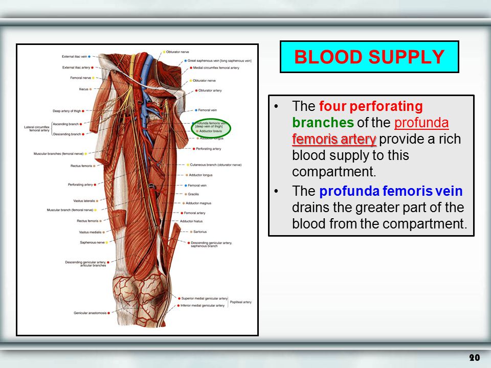 BLOOD SUPPLY The four perforating branches of the profunda femoris artery provide a rich blood supply to this compartment.