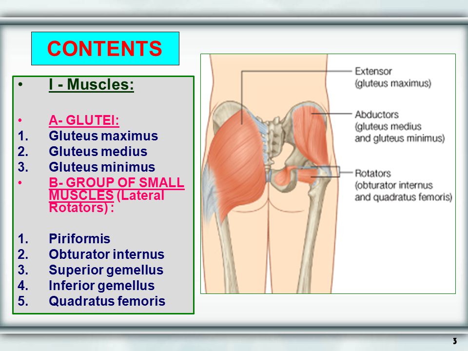 CONTENTS I - Muscles: A- GLUTEI: Gluteus maximus Gluteus medius