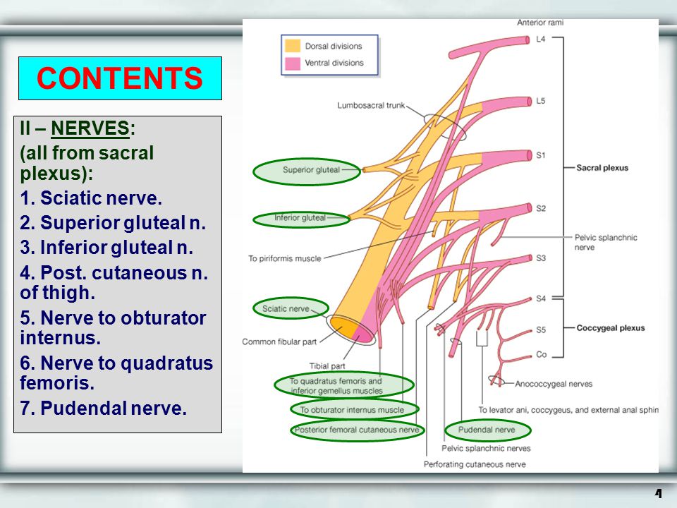 CONTENTS II – NERVES: (all from sacral plexus): Sciatic nerve.