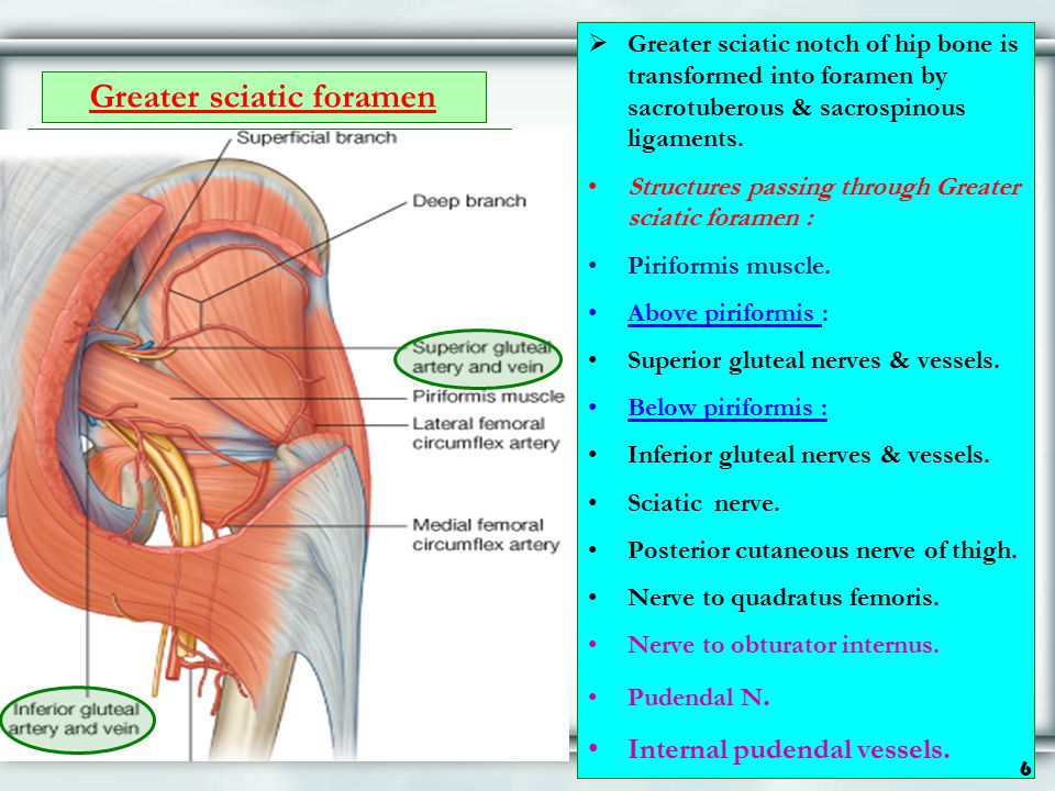 Greater sciatic foramen