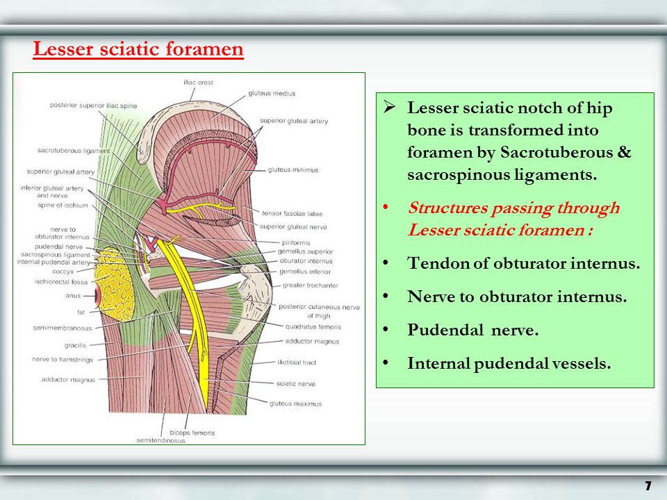 Lesser sciatic foramen :