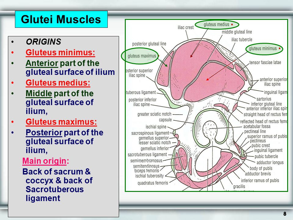 Glutei Muscles ORIGINS Gluteus minimus: