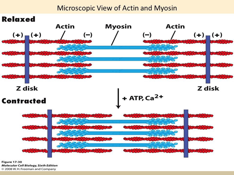 Нить саркомера. Миофибриллы актин миозин. Мышечная ткань актин и миозин. Скелетная мышечная ткань актин и миозин. Актин миозин биохимия.