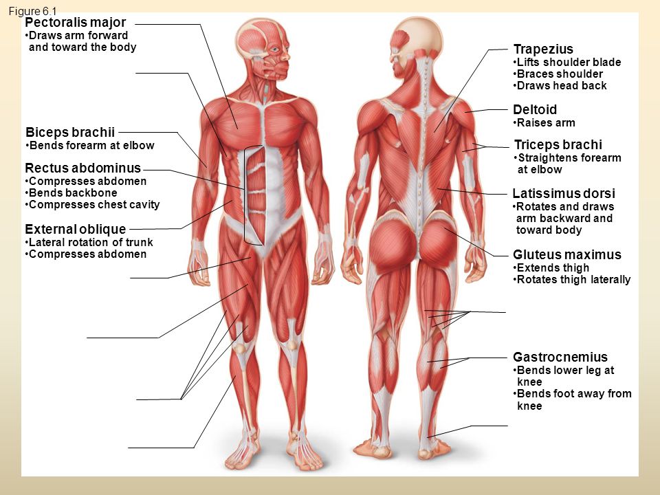 Какое количество мышц у человека. Мышцы человека. Основные группы мышц человека. Строение мышечной системы с названиями. Мышцы человека схема.