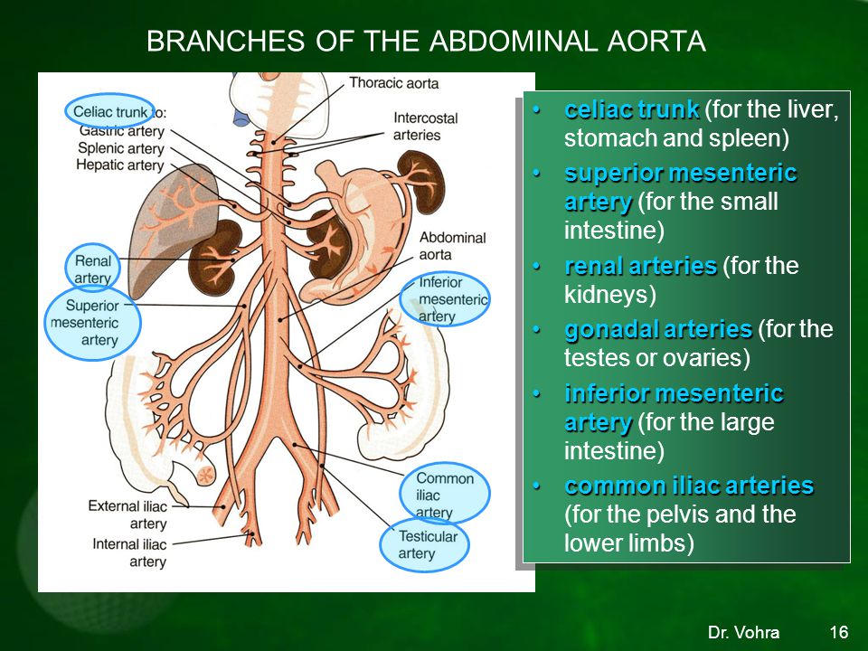 BRANCHES OF THE ABDOMINAL AORTA