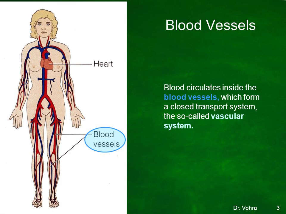 Blood Vessels Blood circulates inside the blood vessels, which form a closed transport system, the so-called vascular system.
