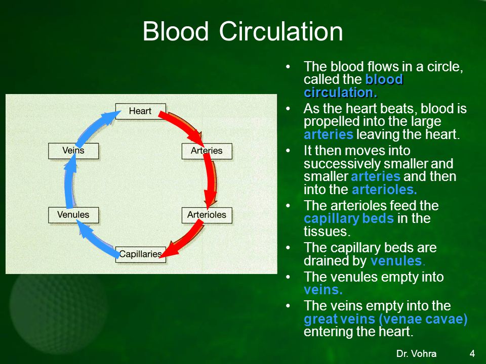 Blood Circulation The blood flows in a circle, called the blood circulation.