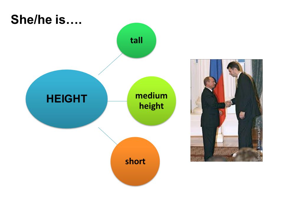 She/he is…. tall medium height short HEIGHT